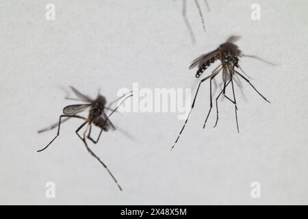 Nahaufnahme der verstorbenen aedes-Dengue-Mücke, isoliert auf weißem Hintergrund. Stockfoto