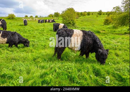 Eine Herde belted Galloway Kühe weidet auf einem üppigen, grasbewachsenen Hügel im South Downs National Park in der Nähe von Amberley in West Sussex, England. Stockfoto