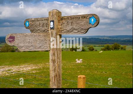 Eine Nahaufnahme eines hölzernen Wegweisers auf dem South Downs Way mit Schafen und Lämmern auf der Grasebene im Hintergrund bei Amberley, West Sussex, England. Stockfoto