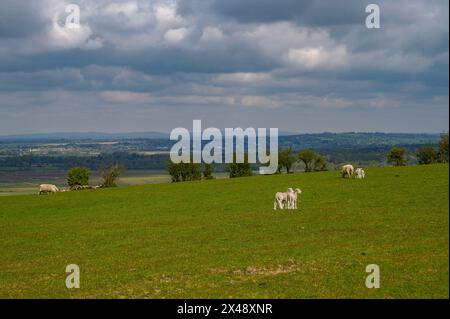 Schafe mit Lämmern auf einer grasbewachsenen Ebene mit weitreichendem Blick auf die Landschaft von West Sussex in der Nähe von Amberley in West Sussex, England. Stockfoto