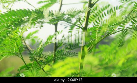 Frische, grüne Petai-Blätter, die vom Wind geweht werden Stockfoto