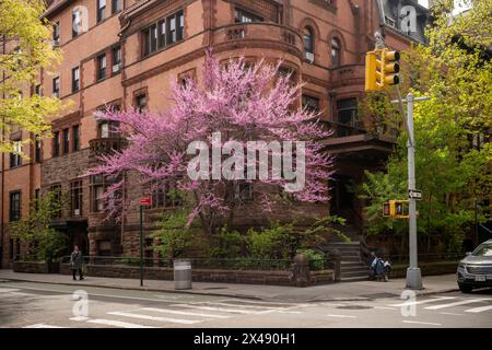 Kirschbaum und Gebäude an der Ecke Pierrepont Street und Henry Street in Brooklyn Heights in New York am Samstag, 27. April 2024. (© Richard B. Levine) Stockfoto