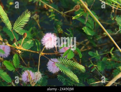 Die Blüten der schüchternen Prinzessin oder Mimosa pudica L blühen wunderschön Stockfoto