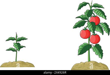 Die Abbildung zeigt eine im Boden verwurzelte Pflanze mit Blättern und Tomatenfrüchten Stock Vektor