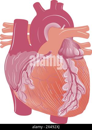 Die Struktur des menschlichen Herzens Stock Vektor