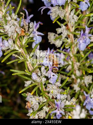Biene (APIs mellifera, Familie: Apidae) an Rosmarinblüten (Salvia rosmarinus, auch bekannt als Rosmarinus officinalis, Familie: Lamiaceae). Stockfoto