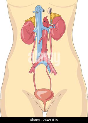 Vektorillustration, die menschliche Verdauungs- und Ausscheidungssystemanatomie erschüttert Stock Vektor