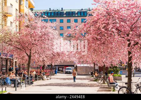 Kirschbaum blüht auf dem berühmten Bysis-Platz im Stadtteil Södermalm. Starkes Sonnenlicht, rosa Blüte, tiefblauer Himmel. Leute, die frühstücken Stockfoto