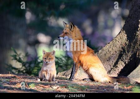 Porträt von Mutter Rotfuchs und ihrem Baby im Wald, Kanada Stockfoto