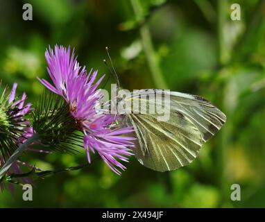 Großer weißer Schmetterling - Pieris brassicae, auch bekannt als Kohl-Schmetterling, der von einer violetten Disteldistel in voller Blüte ernährt. Oeiras, Lissabon, Portugal Stockfoto