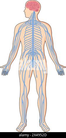 Illustration des zentralen Nervensystems in einem menschlichen Körper Stock Vektor