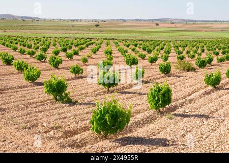 Weingut. La Manchuela, Albacete Provinz Castilla La Mancha, Spanien. Stockfoto