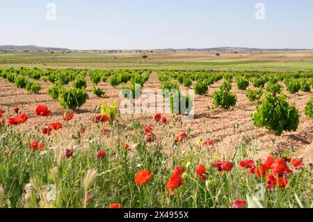 Weingut. La Manchuela, Albacete Provinz Castilla La Mancha, Spanien. Stockfoto