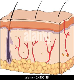 Schichten und Struktur der Haut Stock Vektor
