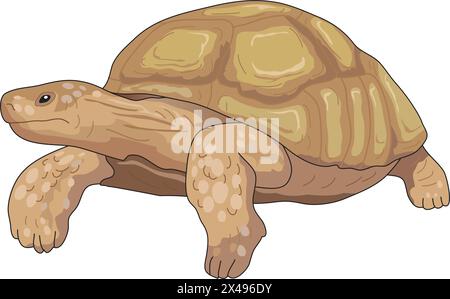 Schildkröte Comic-illustration Stock Vektor