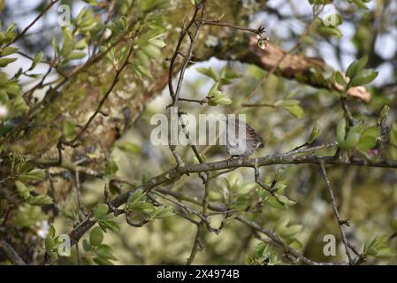 Dunnock (Prunella modularis) auf der horizontalen Zweigstelle, rechts vom Bild, mit dem Kopf nach links gerichtet, aufgenommen im April in Wales, Großbritannien Stockfoto