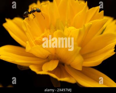 Schöne gelbe Blume, wahrscheinlich eine der Ringelblumen mit schwarzem Hintergrund, mit einer kleinen schwarzen Ameise, die um sie herum streift Stockfoto