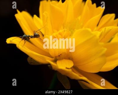 Schöne gelbe Blume, wahrscheinlich eine der Ringelblumen mit schwarzem Hintergrund, mit einer kleinen schwarzen Ameise, die um sie herum streift Stockfoto