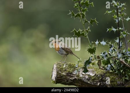 Mittleres Vordergrundbild eines europäischen Robins (Erithacus rubecula), der am Ende eines abgeschnittenen Holly Branch thront, das von rechts im Bild, Großbritannien, hereinkommt Stockfoto