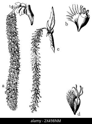 aspen, Blumen, ein Staminat Blüten, b einzeln vergrößert. c Pistillatblüten, d eine Pistillatblüte vergrößert, Populus tremula, (Biologiebuch, 1903), Zitterpappel, Blüten, ein Staubblüten, b elne einzelne vergrößern. c Stempelblüten, d eine Stempelblüte vergrößert, Tremble, fleurs, a étamines, b onze fleurs individuelles agrandies. c fleurs du pistil, d une fleur du pistil agrandie Stockfoto