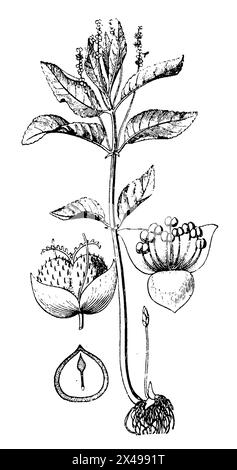 Mercurialis perennis, männliche Blüte rechts, weibliche Blüte links, Schnittfrucht mit Sämling unten links, Mercurialis perennis, (Botanik-Buch, 1910), Wald-Bingelkraut, rechts männliche, links weibliche Blüte, unten links durchschnittene Frucht mit Keimling, Mercuriale vivace, fleur mâle à droite, fleur femelle à gauche, fruit coupé avec le germe en bas à gauche Stockfoto