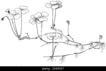 Sauerampfer, Oxalis acetosella, (Botanik Buch, 1922), Waldsauerklee, Oxalis petite oseille Stockfoto