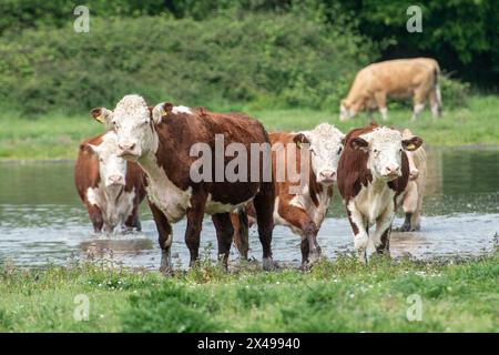 Dorney, Buckinghamshire, Großbritannien. Mai 2024. Die Rinder auf Dorney Common in Buckinghamshire kühlten sich heute im Wasser ab, als die Temperaturen 18 Grad erreichten. Dorney Common ist Common Land, wo die Bürger seit über 1.000 Jahren das Recht hatten, Rinder zu weiden. Quelle: Maureen McLean/Alamy Live News Stockfoto