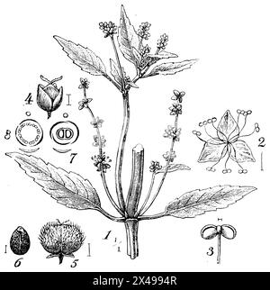 Mercurialis perennis, ein männlicher Blütenzweig. 2 männliche Blüten, 3 Staubblätter, 4 weibliche Blüten, 5 Früchte, 6 Samen, 7 Darstellung der weiblichen Blume, 8 der männlichen Blume, Mercurialis perennis, Schimper, Andreas Franz Wilhelm (Botanik Buch, 1900), Wald-Bingelkraut, 1 männlicher Blütenzweig. 2 männliche Blüte, 3 Staubgefäße, 4 weibliche Blüte, 5 Frucht, 6 gleiche, 7 Diagramm der weibl., 8 der männl. Blüte, Mercuriale vivace, 1 rameau de la fleur mâle. 2 Fleur mâle, 3 étamine, 4 Fleur Femelle, 5 Früchte, 6 getreide, 7 Diagramme de la fleur femelle, 8 de la fleur mâle Stockfoto