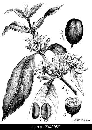 Arabischer Kaffee, 1 Blütenzweig, 2 Früchte, 3 Früchte im Querschnitt, 4 Samen, Coffea arabica, Schimper, Andreas Franz Wilhelm (Botanik Buch, 1900), Kaffee, 1 Blühender Zweig, 2 Frucht, 3 Frucht im Querschnitt, 4 Same, Caféier, 1 Branche fleurie, 2 Früchte, 3 Früchte en Coupé, 4 getreidekörner Stockfoto