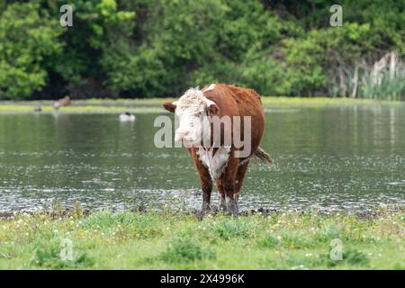 Dorney, Buckinghamshire, Großbritannien. Mai 2024. Die Rinder auf Dorney Common in Buckinghamshire kühlten sich heute im Wasser ab, als die Temperaturen 18 Grad erreichten. Dorney Common ist Common Land, wo die Bürger seit über 1.000 Jahren das Recht hatten, Rinder zu weiden. Quelle: Maureen McLean/Alamy Live News Stockfoto