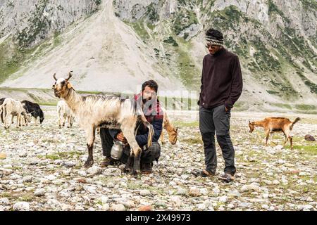 Melkziegen im Warwan Valley, Kaschmir, Indien Stockfoto