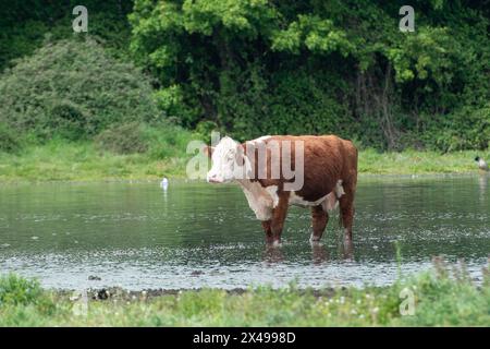 Dorney, Buckinghamshire, Großbritannien. Mai 2024. Die Rinder auf Dorney Common in Buckinghamshire kühlten sich heute im Wasser ab, als die Temperaturen 18 Grad erreichten. Dorney Common ist Common Land, wo die Bürger seit über 1.000 Jahren das Recht hatten, Rinder zu weiden. Quelle: Maureen McLean/Alamy Live News Stockfoto