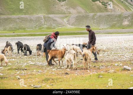 Melkziegen im Warwan Valley, Kaschmir, Indien Stockfoto