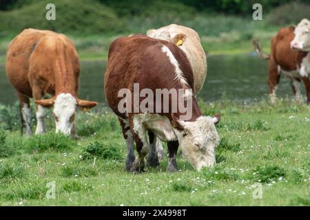 Dorney, Buckinghamshire, Großbritannien. Mai 2024. Die Rinder auf Dorney Common in Buckinghamshire kühlten sich heute im Wasser ab, als die Temperaturen 18 Grad erreichten. Dorney Common ist Common Land, wo die Bürger seit über 1.000 Jahren das Recht hatten, Rinder zu weiden. Quelle: Maureen McLean/Alamy Live News Stockfoto