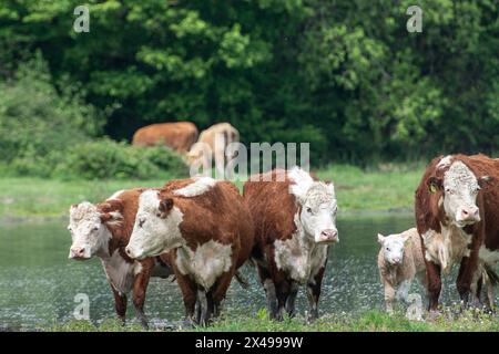 Dorney, Buckinghamshire, Großbritannien. Mai 2024. Die Rinder auf Dorney Common in Buckinghamshire kühlten sich heute im Wasser ab, als die Temperaturen 18 Grad erreichten. Dorney Common ist Common Land, wo die Bürger seit über 1.000 Jahren das Recht hatten, Rinder zu weiden. Quelle: Maureen McLean/Alamy Live News Stockfoto