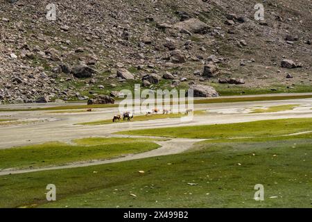 Wunderschöne Landschaften rund um Denora, Warwan Valley, PIR Panjal Range, Kaschmir, Indien Stockfoto