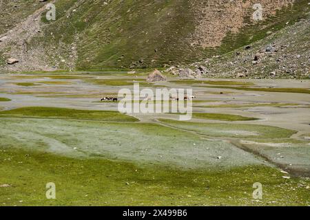 Wunderschöne Landschaften rund um Denora, Warwan Valley, PIR Panjal Range, Kaschmir, Indien Stockfoto