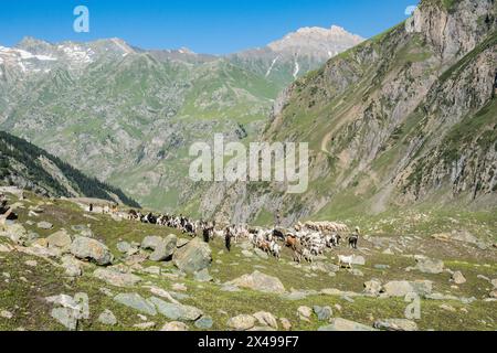 Ziegenherde im Warwan Valley, Kaschmir, Indien Stockfoto