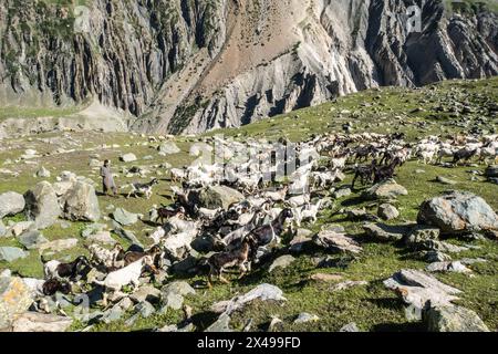 Ziegenherde im Warwan Valley, Kaschmir, Indien Stockfoto