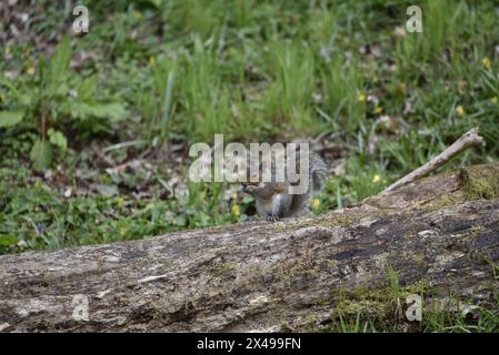 Graues Eichhörnchen (Sciurus carolinensis) isst einen Acorn, rechts vom Bild, auf einem horizontalen Baumstamm am Boden, vor einem Waldgrund Stockfoto