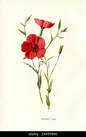 purpurflachs Linum grandiflorum, (, ), Roter Lein Stockfoto