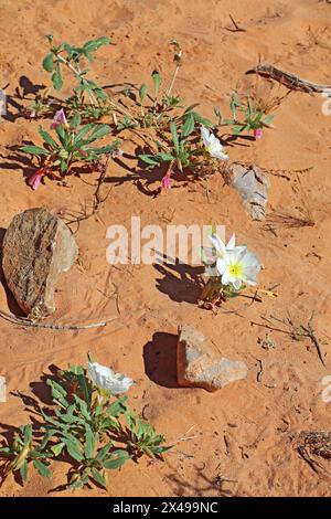 Viele offene Blumen der Abendkerze (Oenothera deltoides), die im Sand des Valley of Fire State Park in der Nähe von Overton, ne, wächst Stockfoto