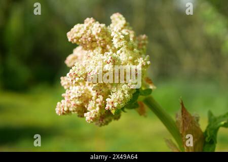 Garten Rhabarber Blüten weiß Nahansicht Blätter Rheum Rhabarbarum blüht, blattgrünes Detail, Bio-Landbau auf dem Bauernhof, Bodenlandwirtschaft Stockfoto