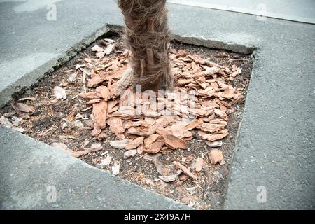 Rindenmulch um eine wachsende Palme herum. Mulch schützt vor Unkraut und hält die Wurzeln bei heißem Wetter kühl. Stockfoto