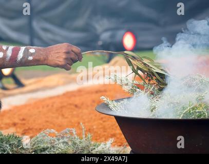 Menschliche Hand mit grünem Eukalyptuszweig für das Rauchritual bei einer indigenen Gemeindeveranstaltung in Australien Stockfoto