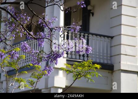 Wunderschöne violette, lebendige Jacaranda in Blüte. Zärtlichkeit. Jacaranda Trees in South Australia, Adelaide. Lila Blüte für den Frühling oder Sommer. Stockfoto