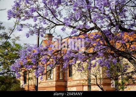 Wunderschöne violette, lebendige Jacaranda in Blüte. Zärtlichkeit. Jacaranda Trees in South Australia, Adelaide. Lila Blüte für den Frühling oder Sommer. Stockfoto