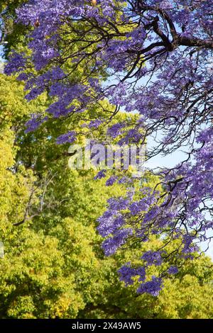 Wunderschöne violette, lebendige Jacaranda in Blüte. Zärtlichkeit. Jacaranda Trees in South Australia, Adelaide. Lila Blüte für den Frühling oder Sommer. Stockfoto