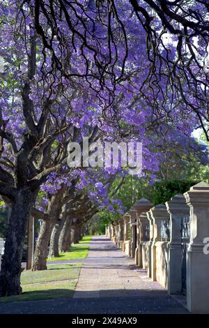 Wunderschöne violette, lebendige Jacaranda in Blüte. Zärtlichkeit. Jacaranda Trees in South Australia, Adelaide. Lila Blüte für den Frühling oder Sommer. Stockfoto