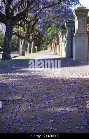Wunderschöne violette, lebendige Jacaranda in Blüte. Zärtlichkeit. Jacaranda Trees in South Australia, Adelaide. Lila Blüte für den Frühling oder Sommer. Stockfoto